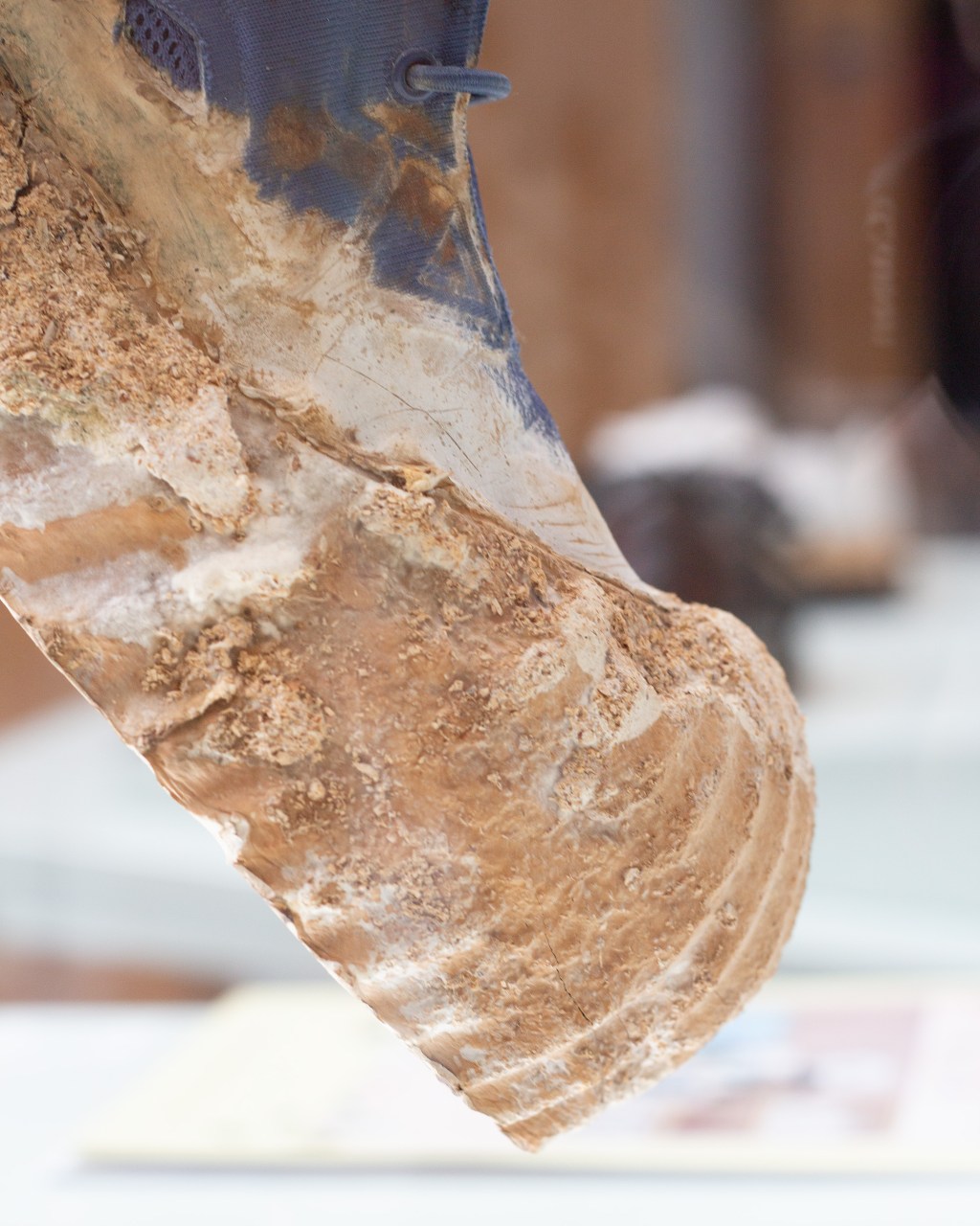 Exhibition – SNEAKER EVOLUTION @ Schoenenkwartier